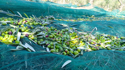 raccolta olive 2025