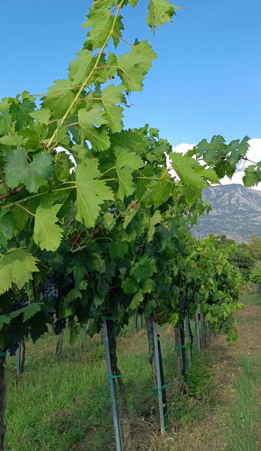 Raccolta uva nei vigneti Colli Borbonici®
