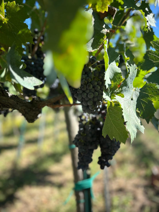 vendemmia 2025 Colli Borbonici®