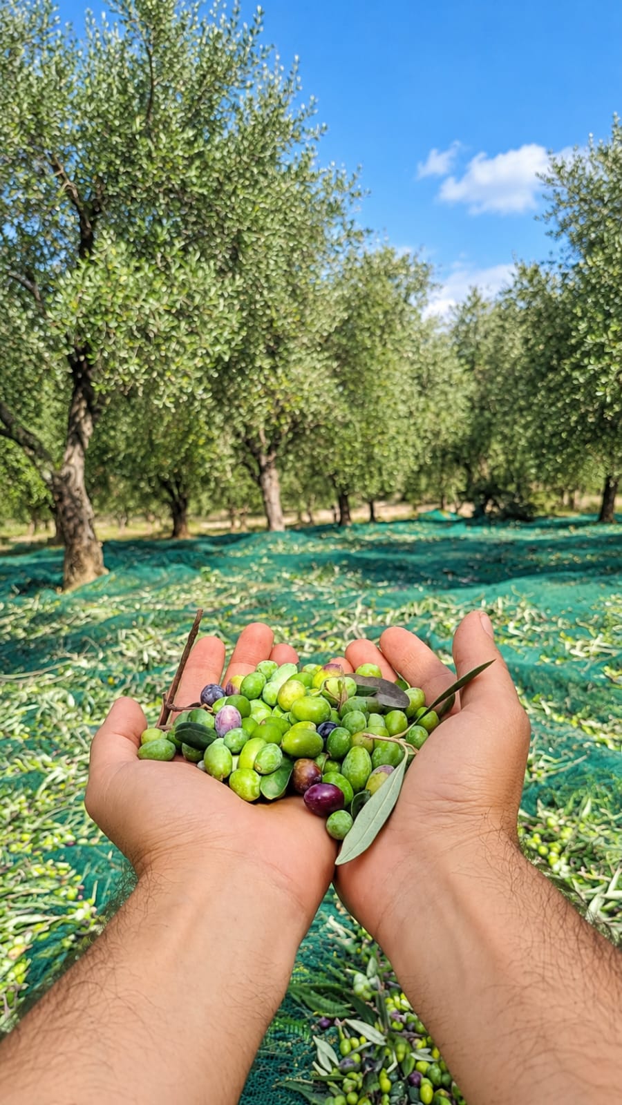 Olio di Oliva Extravergine - Colli Borbonici®