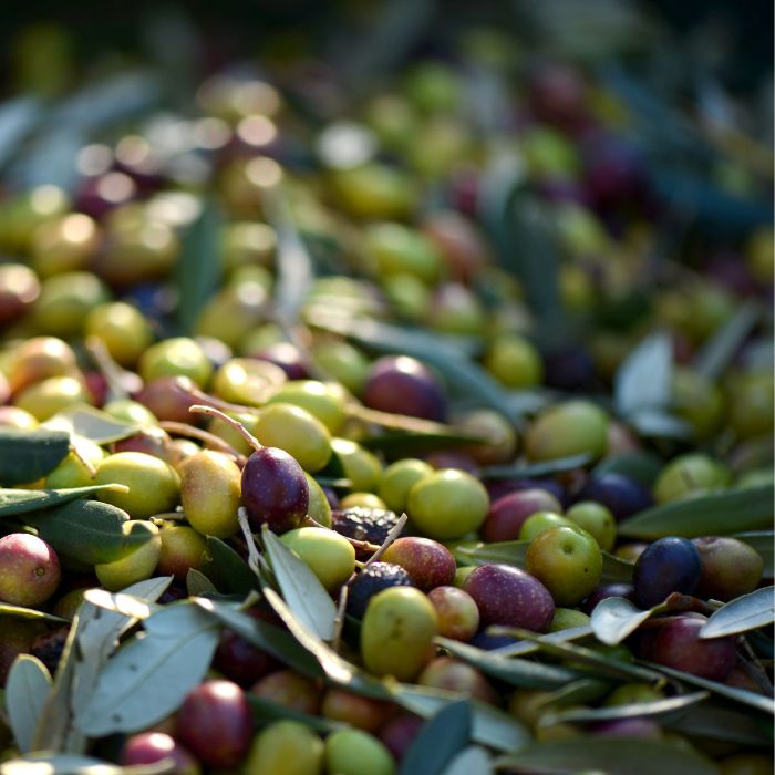 raccolta olive olio extra vergine oliva colli borbonici